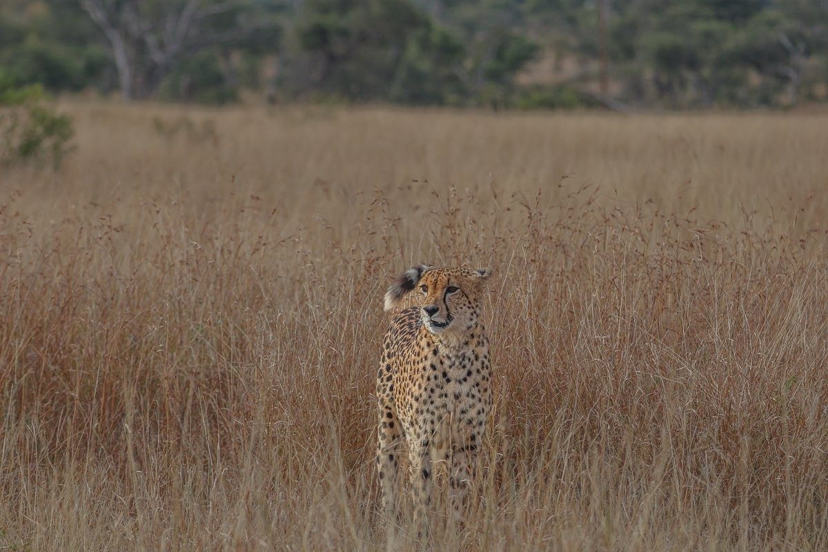 Sabi Sabi Ruan Mey Cheetah Sabi Sabi Ruan Mey Cheetah
