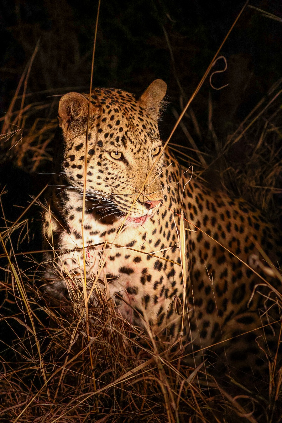Sabi Sabi Ruan Mey Leopard Sabi Sabi Ruan Mey Leopard