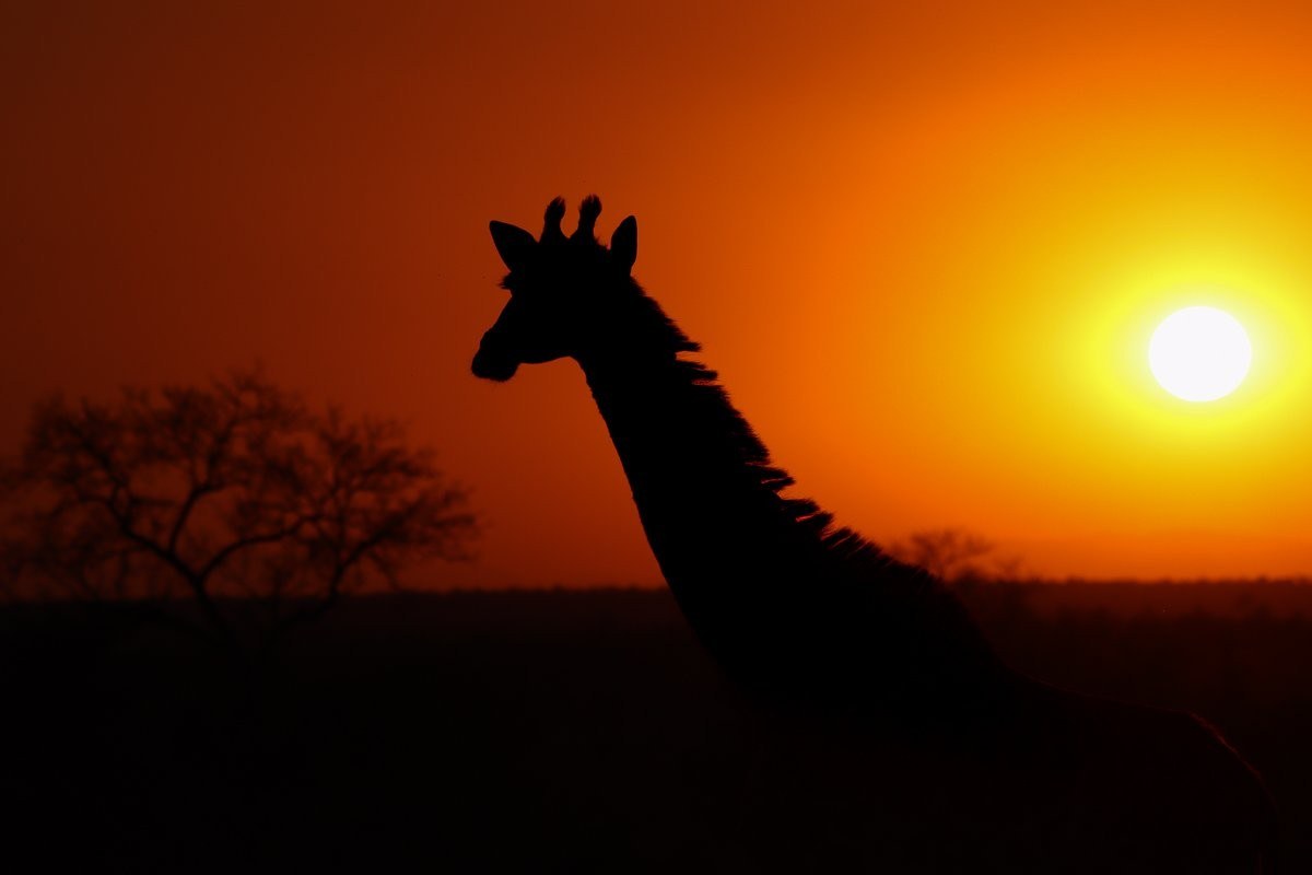 Sabi Sabi Ronald Mutero Giraffe Sunset Sabi Sabi Ronald Mutero Giraffe Sunset