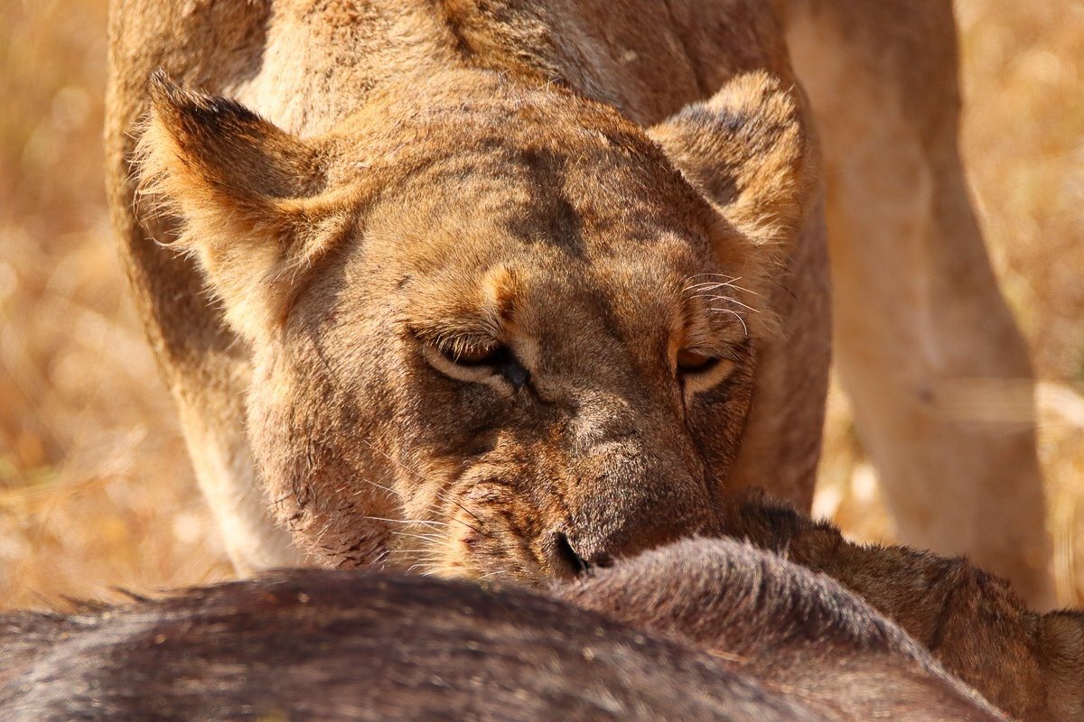 Close up of a lioness enjoying the fresh meat