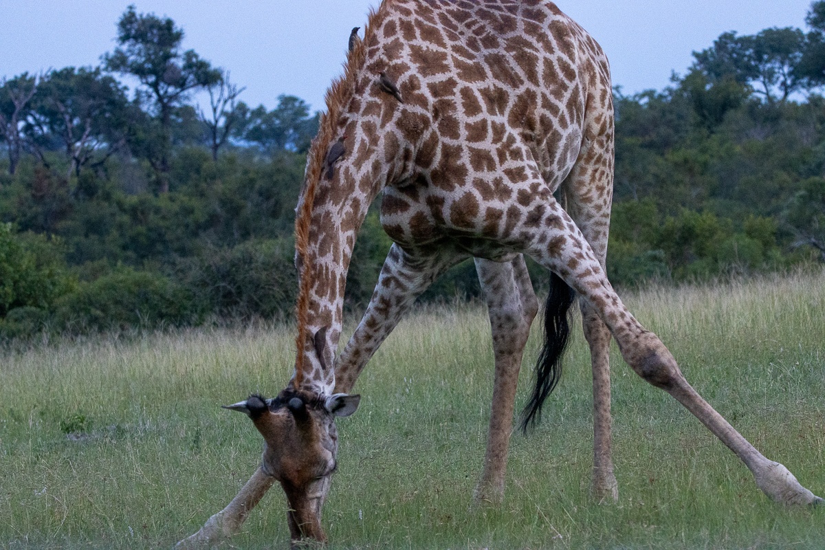 Technically, giraffes can eat grass, and in rare circumstances Technically, giraffes can eat grass, and in rare circumstances