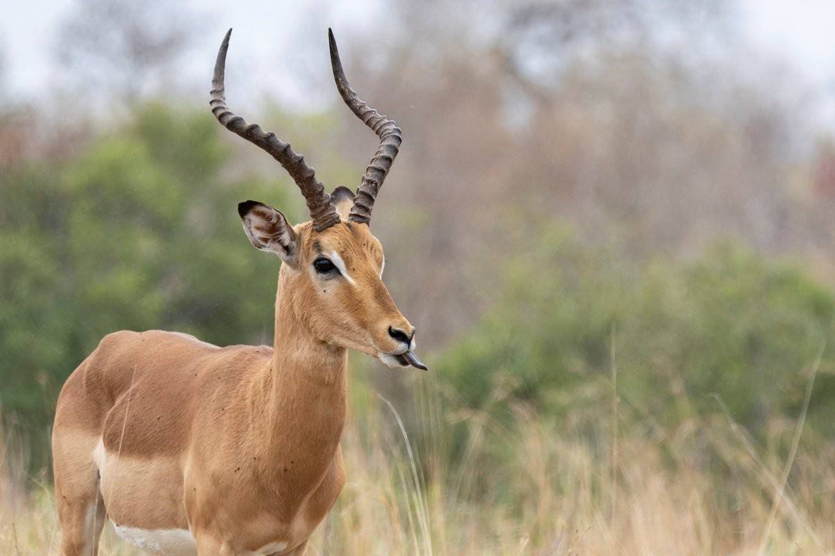 A male impala. A male impala.