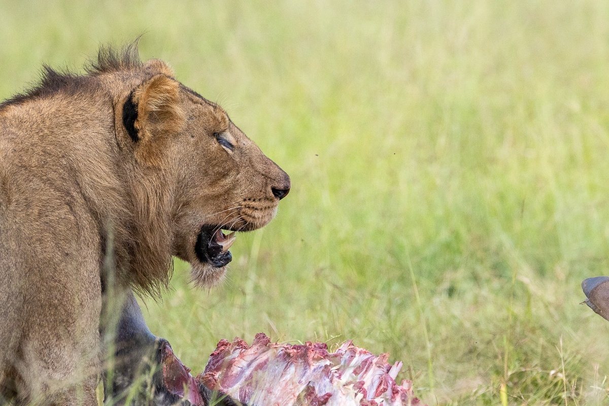 Sabi Sabi Ronald Mutero Msuthlu Lion Kill