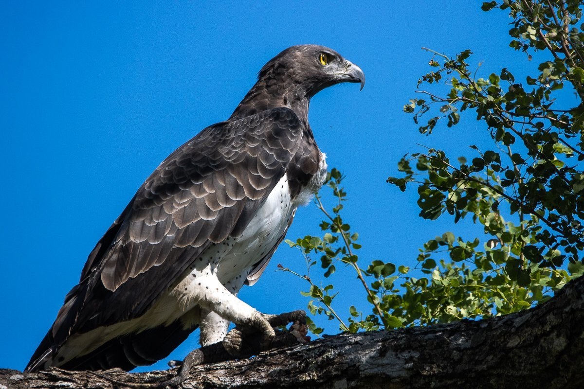 Close-up of a martial eagle showing striking yellow