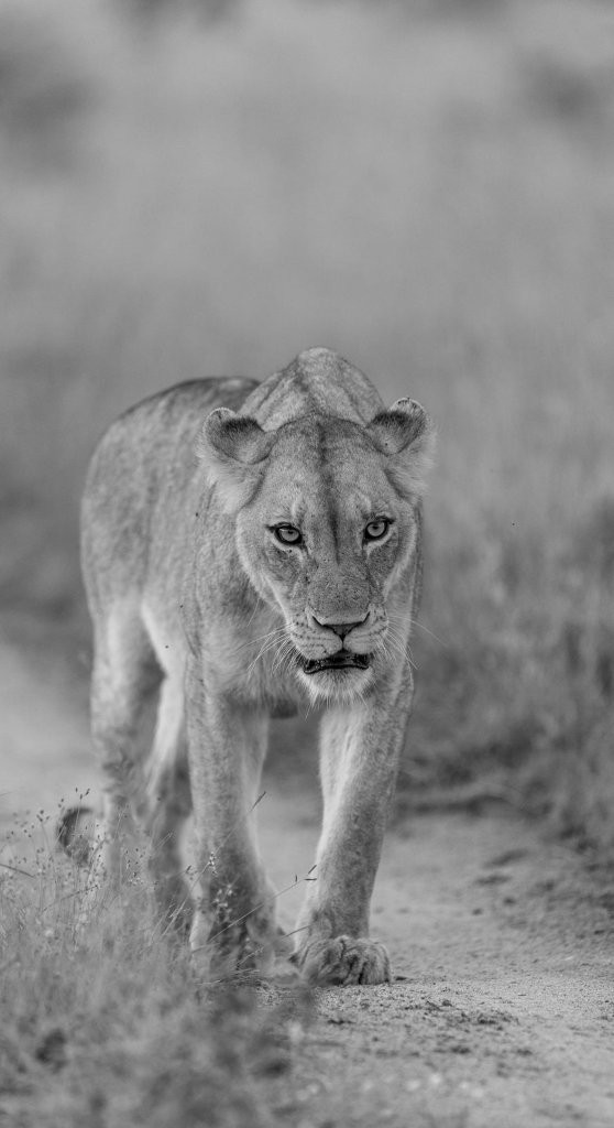 Msuthlu Pride lioness walking confidently through the bush.