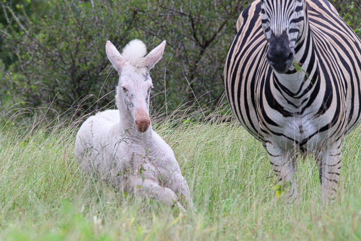 Sabi Sabi Jana Du Plessis White Zebra Foal