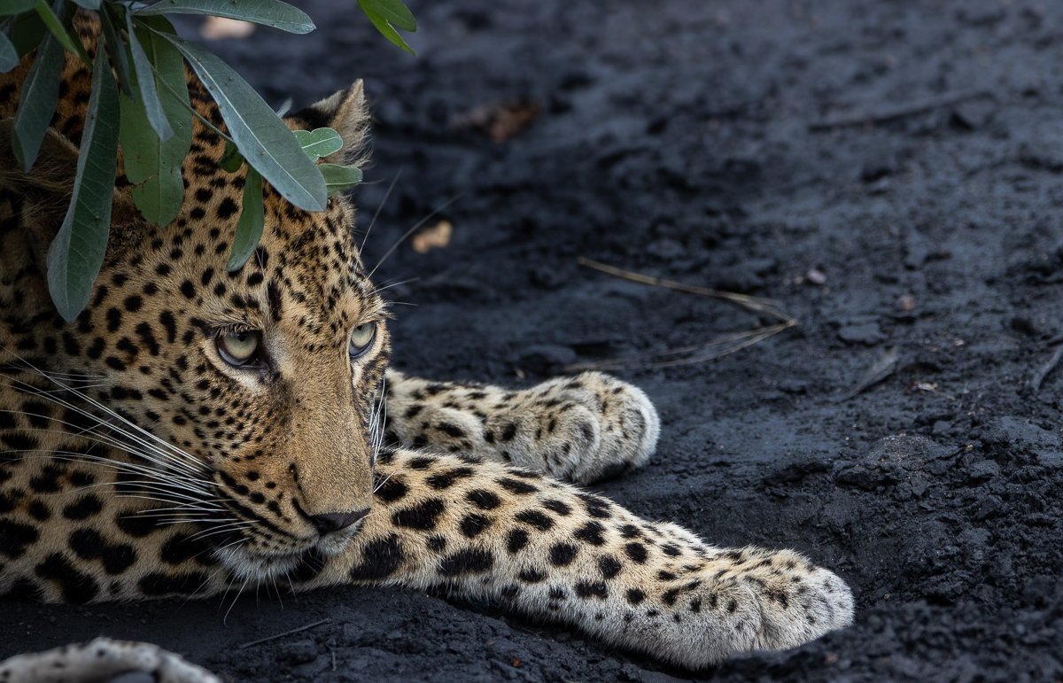 Kurhula leopard resting on fallen tree trunk while hunting.