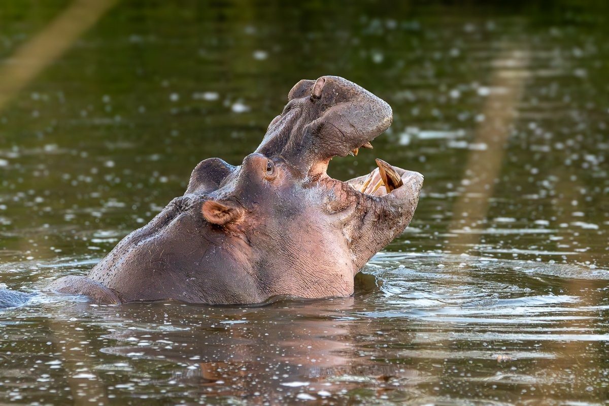 Hippo pod relaxing together in a peaceful stretch of river.