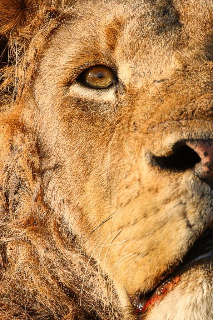 N’waswishaka male lion basking in the morning sun after a cold winter night.