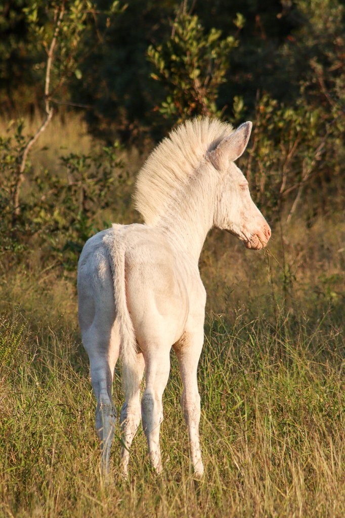 White zebra standing in the sun.