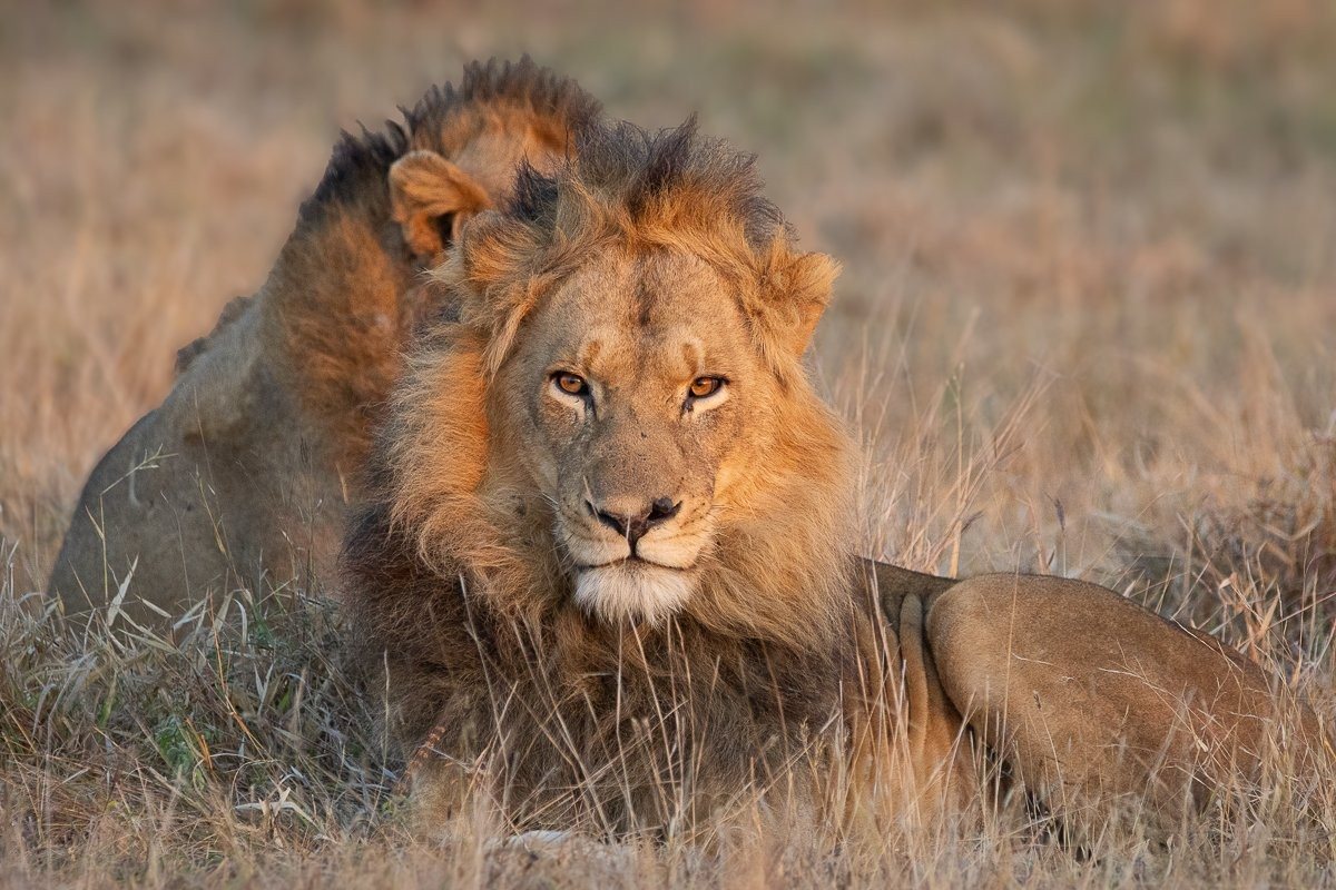Three N'waswishaka male lions resting together.