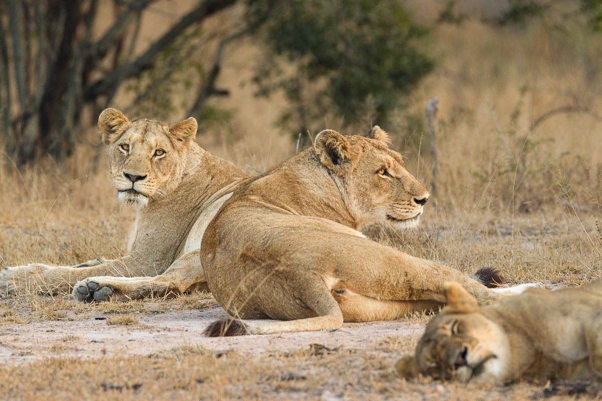Southern Pride lionesses resting after feeding on a wildebeest
