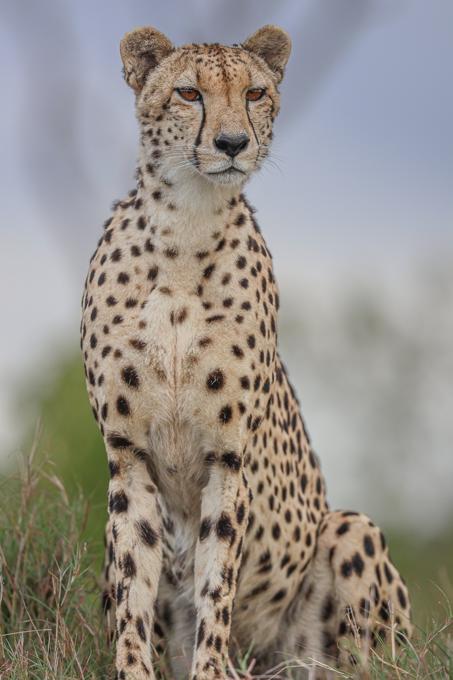 Young cheetah resting in the African bush during a safari
