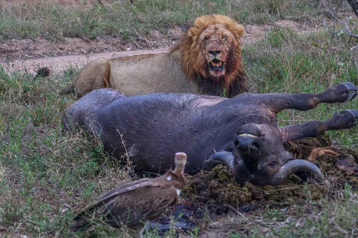 Nkuhuma male lion lying near a wildebeest kill in the western parts of Sabi Sabi Game Reserve.