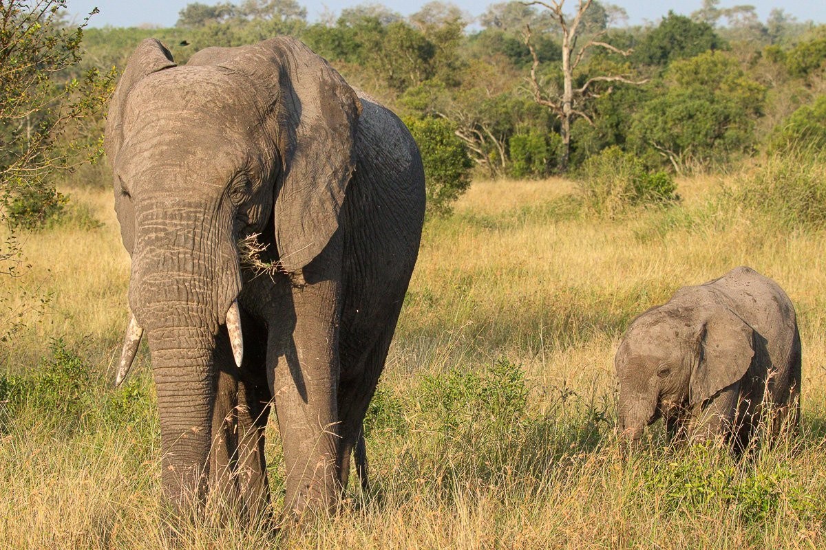 Young elephant calf staying close to its mother as the herd crosses the plains