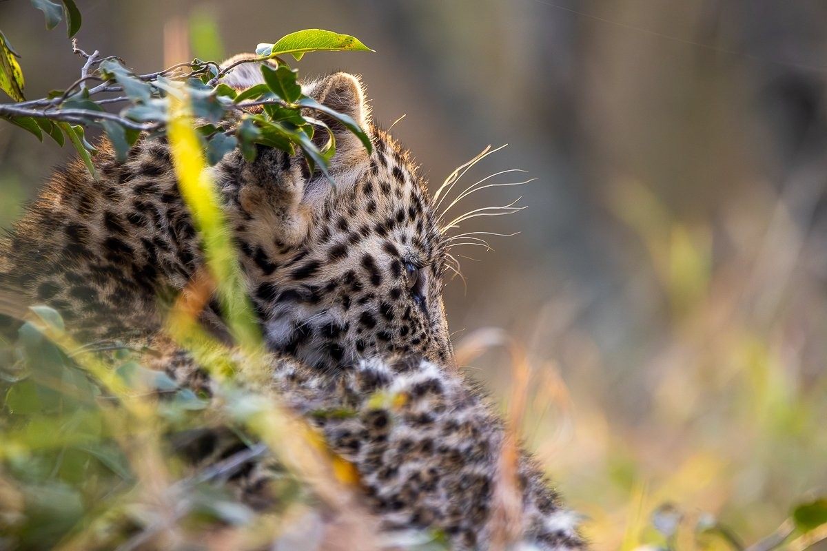 Kurhula's cub  in the bushveld 