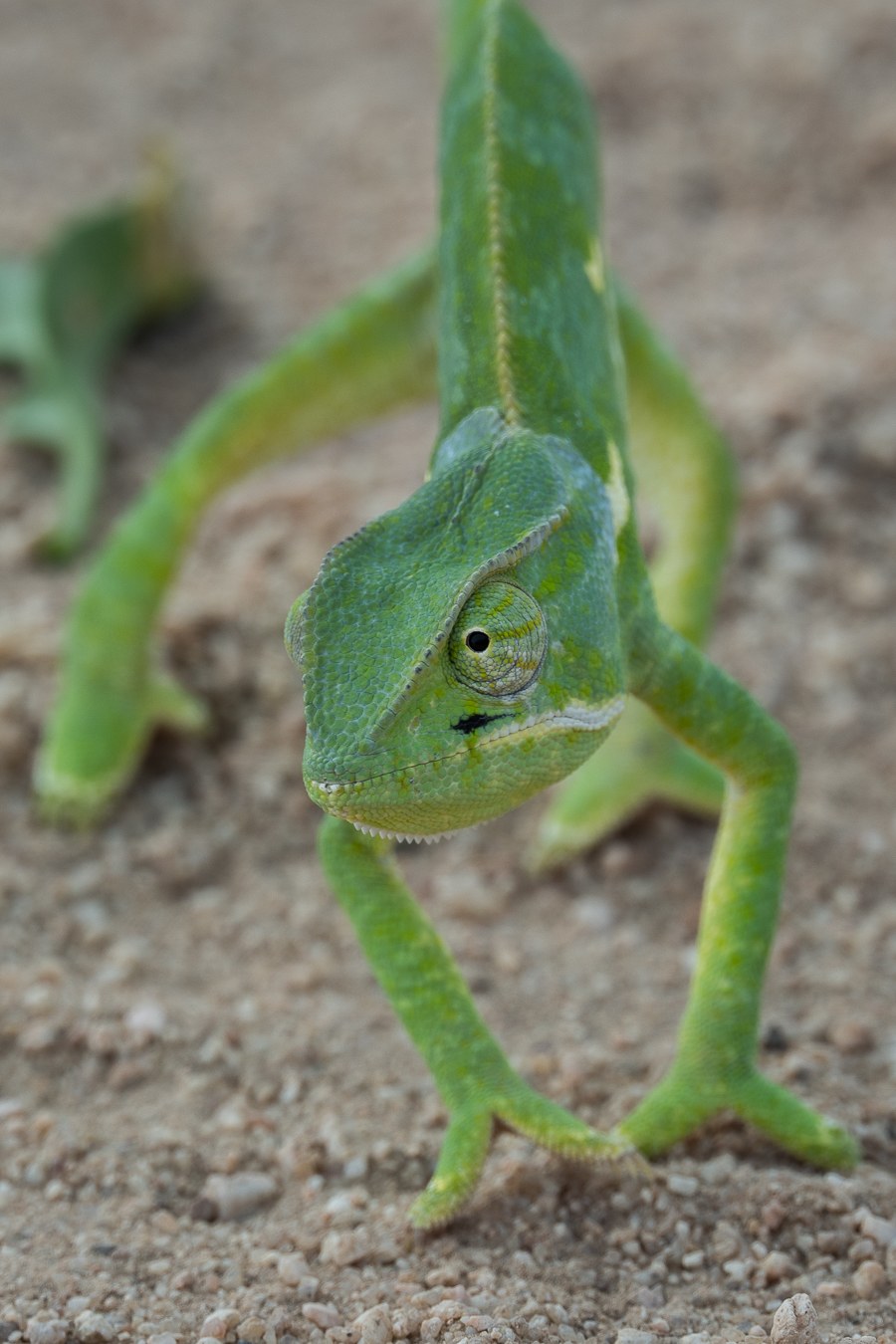B03Daniel Greyvenstein Chameleon 241122 B03Daniel Greyvenstein Chameleon 241122