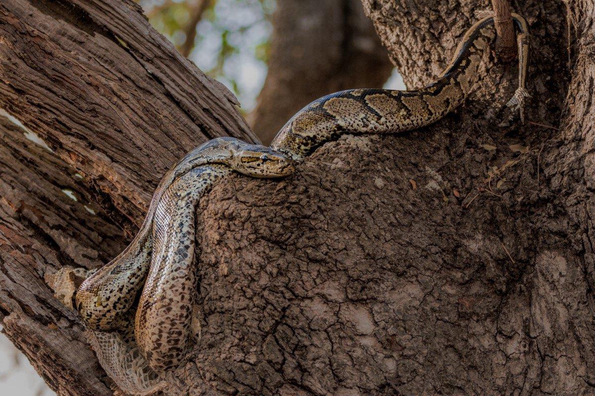 The jagged edges of a broken branch are perfect for the Southern African rock python to rub against so that she may shed her old skin. The jagged edges of a broken branch are perfect for the Southern African rock python to rub against so that she may shed her old skin.