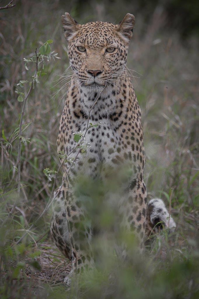  Her presence around camp makes us excited about the possibility of her having her cubs nearby.