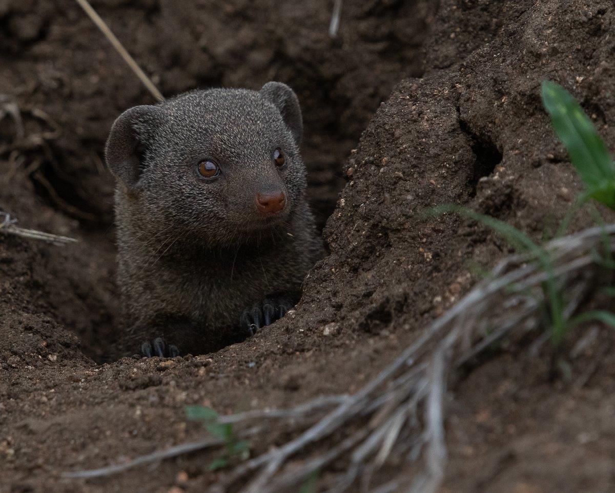 A family of Dwarf Mongoose were late risers on a cool overcast morning.