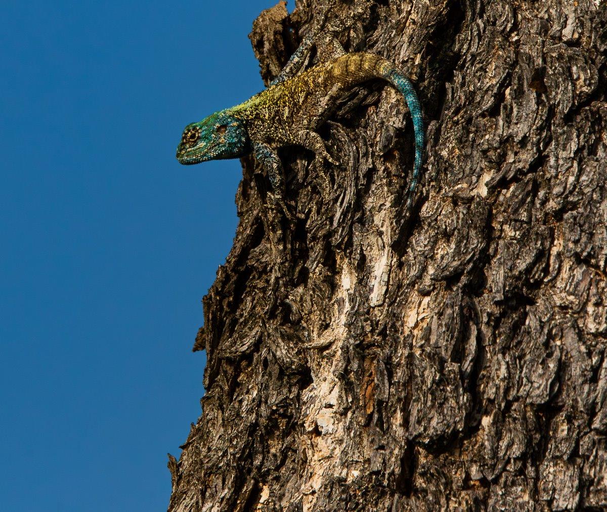 The Southern Tree Agama is often referred to as the blue-headed agama due to the mesmerising blue features shown by the male during the breeding season. The Southern Tree Agama is often referred to as the blue-headed agama due to the mesmerising blue features shown by the male during the breeding season.