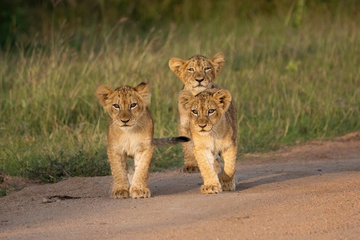 Three cubs walk down the road with their mother close by for protection. Three cubs walk down the road with their mother close by for protection.