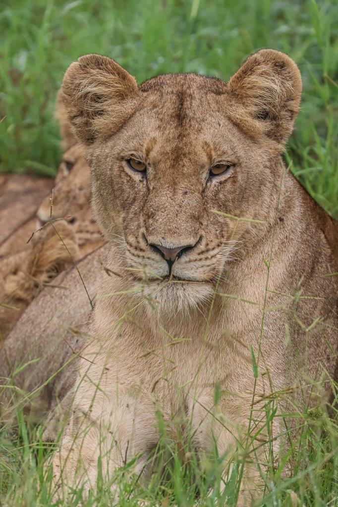 Sabi Sabi Ruan Mey Kambula Young Lion