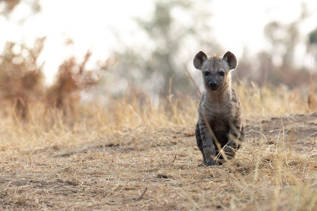 Sabi Sabi Benjamin Loon Hyena Pup Sabi Sabi Benjamin Loon Hyena Pup