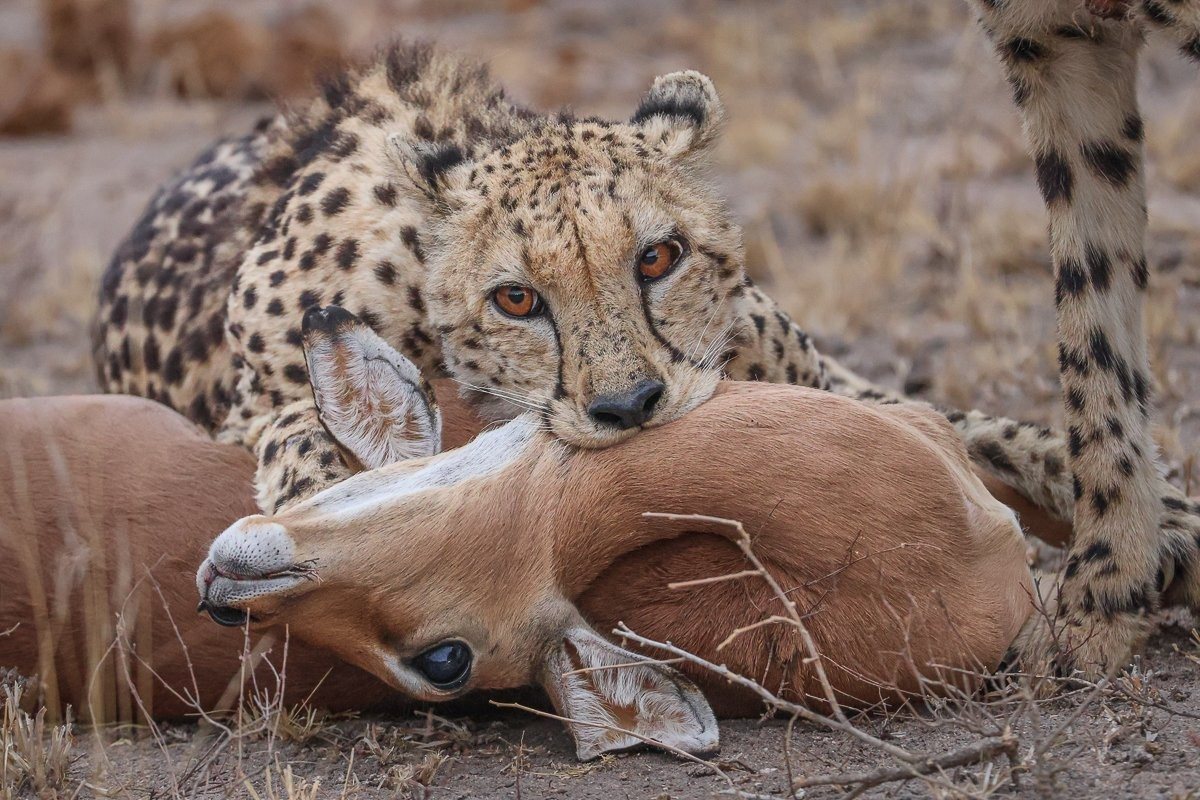 Sabi Sabi Ruan Mey Cheetah With Kill Sabi Sabi Ruan Mey Cheetah With Kill