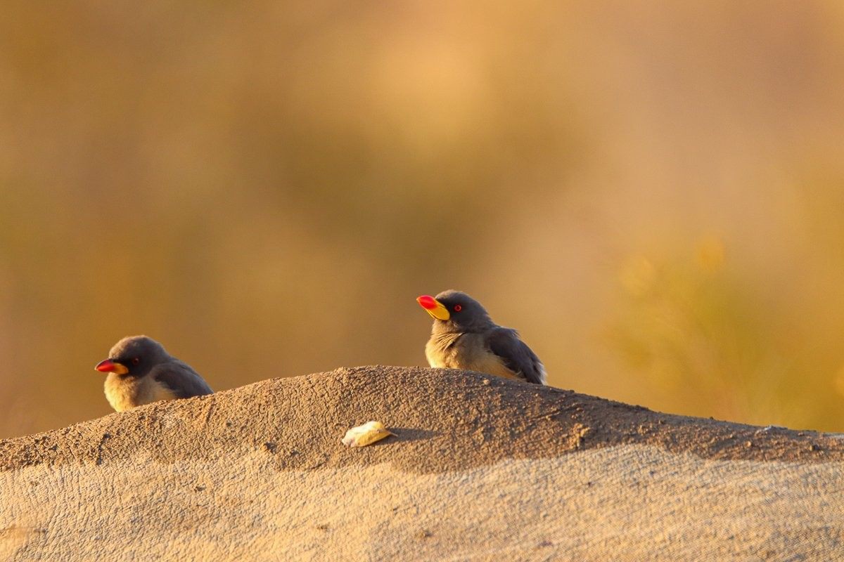 Sabi Sabi Jana Du Plessis Yellow Billed Oxpecker Sabi Sabi Jana Du Plessis Yellow Billed Oxpecker