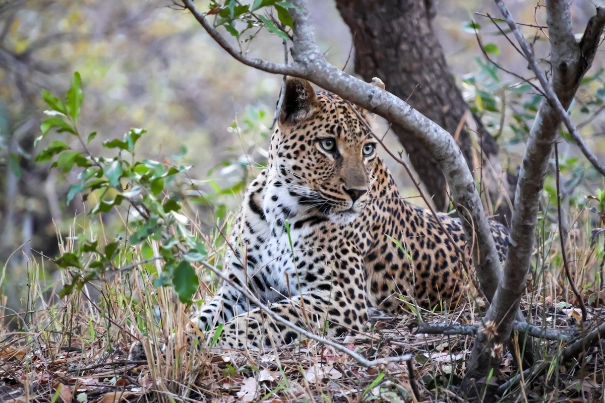 Sabi Sabi Jan Nel Golonyi Leopard In Bush Sabi Sabi Jan Nel Golonyi Leopard In Bush