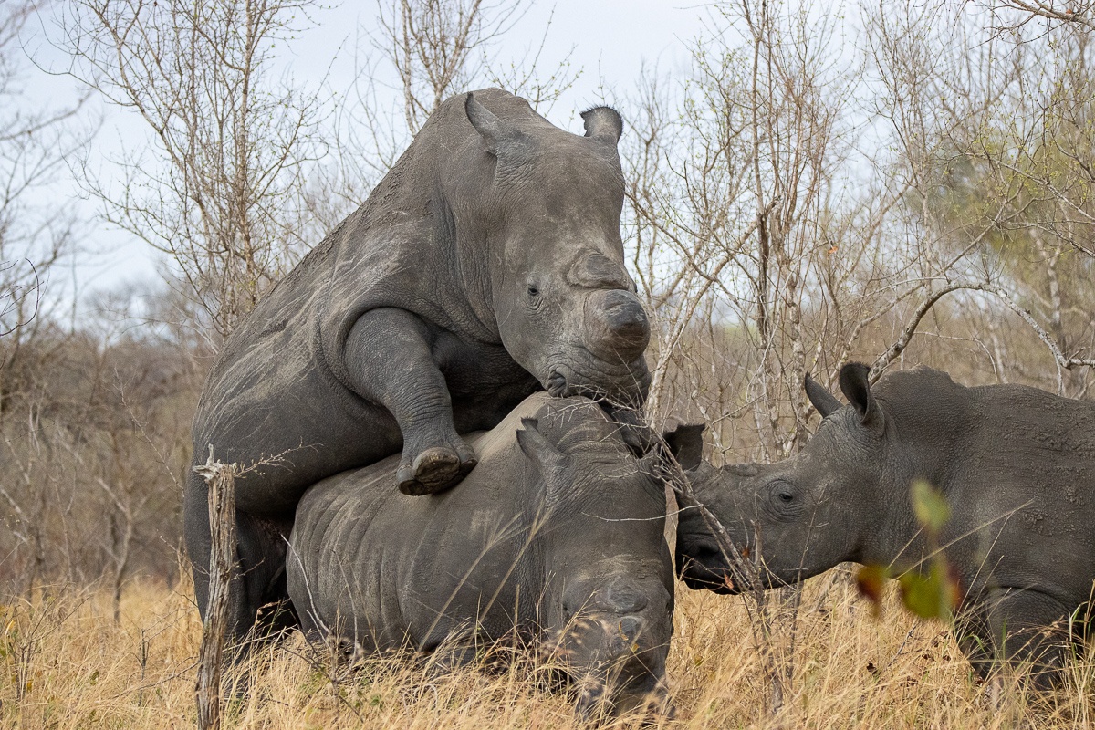 Witnessing rhinos mating on safari.  Witnessing rhinos mating on safari.