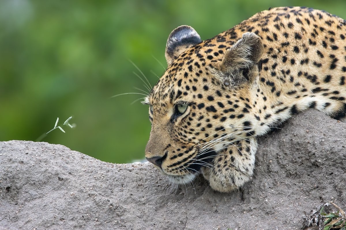 Sabi Sabi Ronald Mutero Golonyi Looks