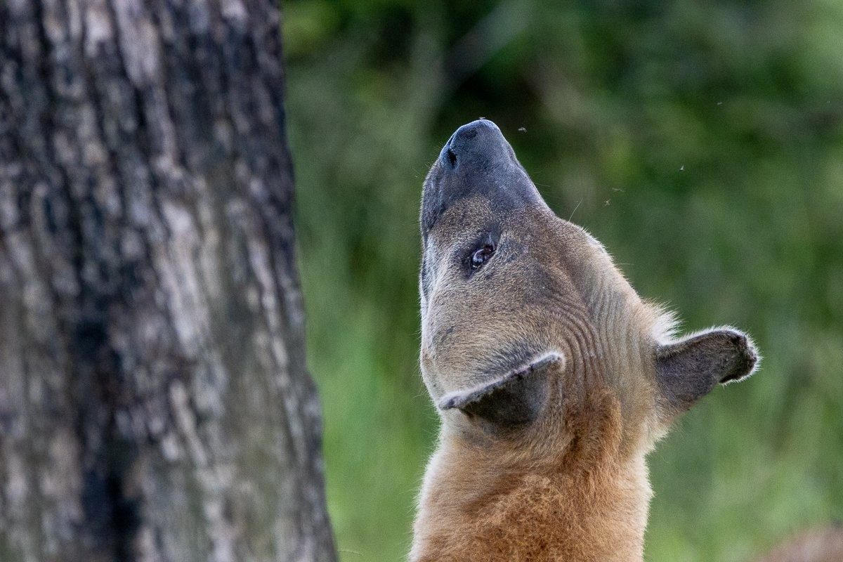 Sabi Sabi Ronald Mutero Hyena