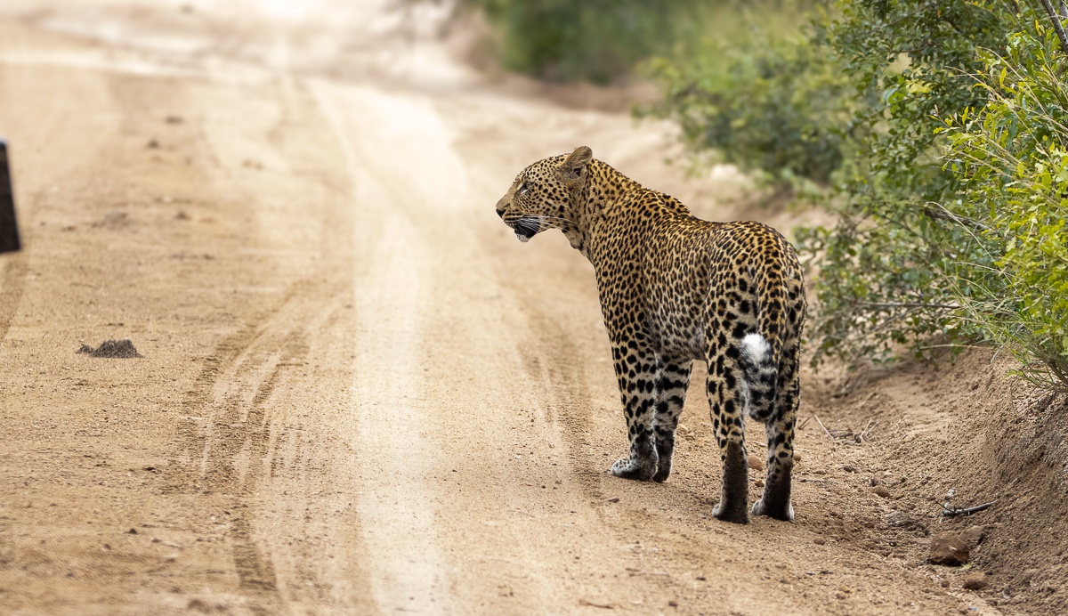 Leopard using open road as territorial boundary in Sabi Sabi