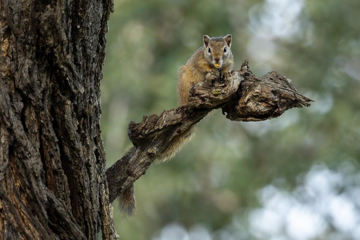 Close-up of squirrel feeding calmly in a tree.