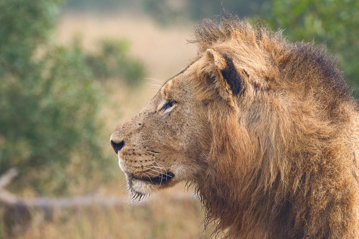 N’waswishaka male lion listening intently to distant roars across the reserve