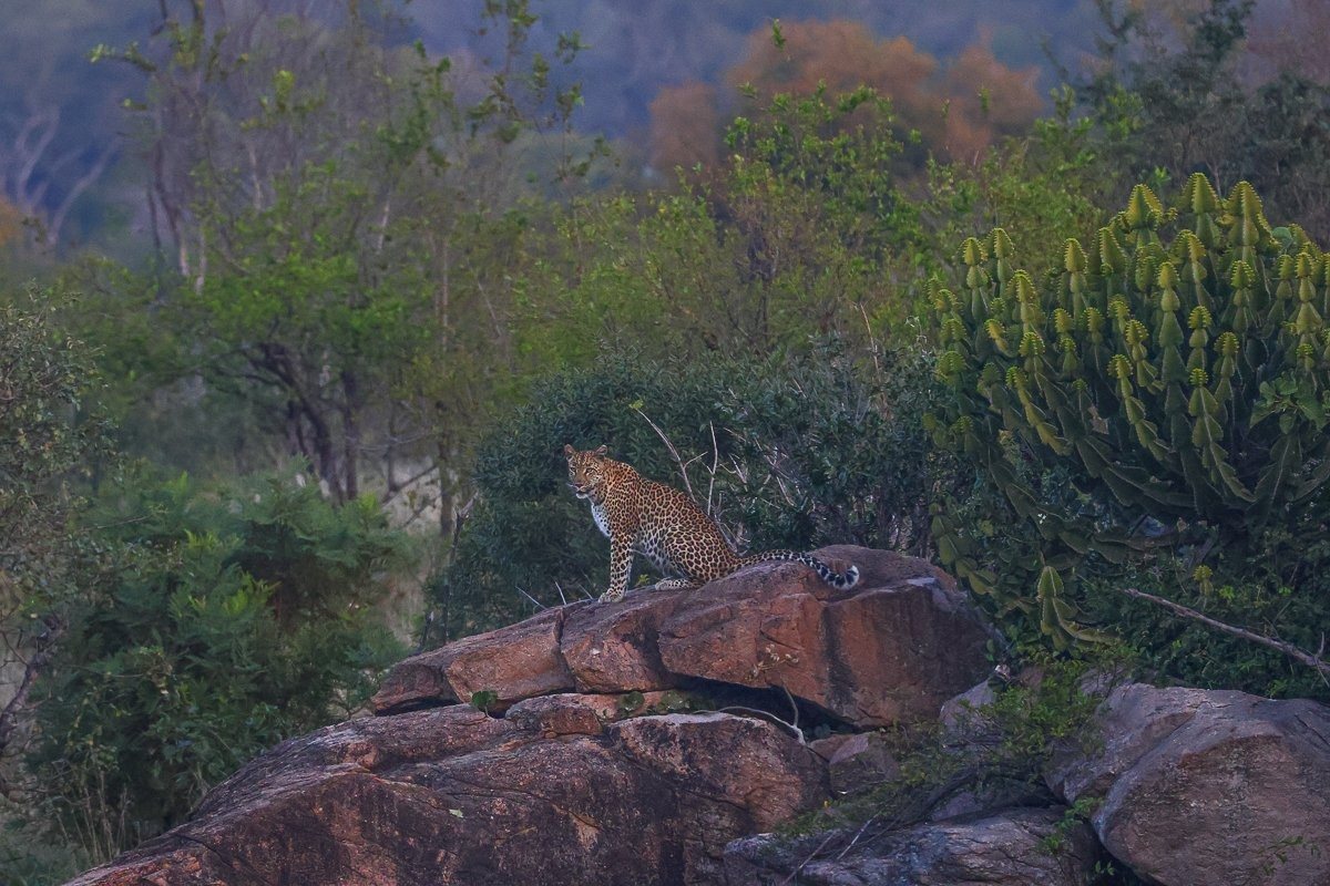 Golonyi female leopard walking purposefully back toward her den site
