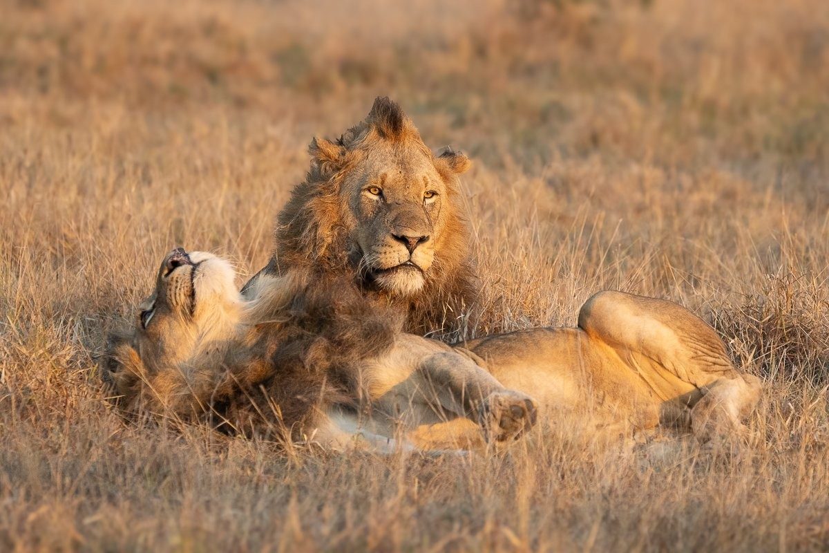 N'waswishaka male lions contact calling for the pride.