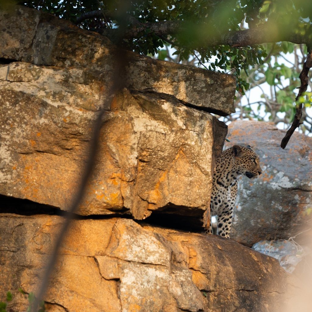 Sabi Sabi Viviane Ladner Golonyi Leopard On Granite Outcrop