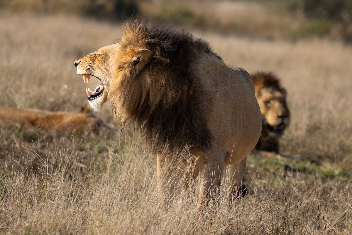 N'waswishaka male lions patrolling their territory across the Sabi Sabi wilderness.