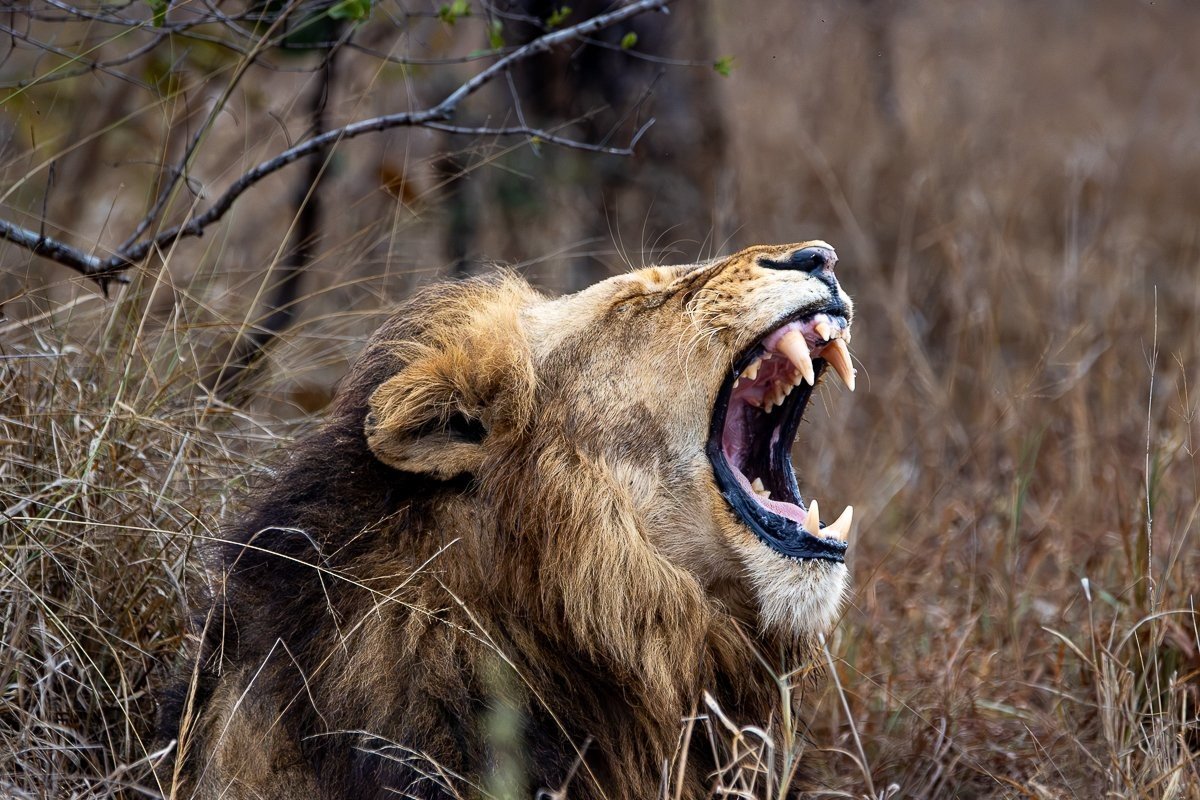 Well-fed N'waswishaka male lions resting quietly in the African bush.