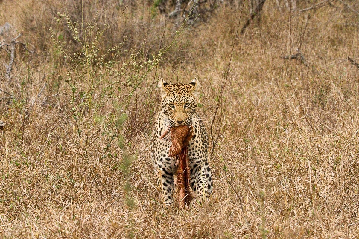 Kurhula female leopard returning to the site of her stolen impala kill after hyenas moved away.