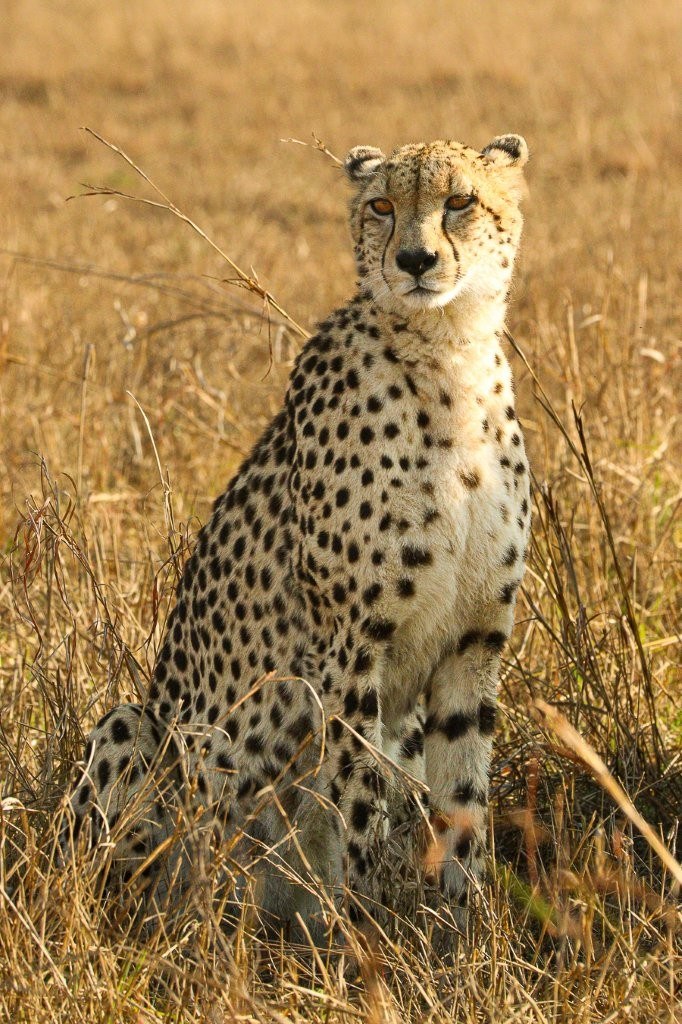 Female cheetah scanning the grassland for another hunting opportunity despite having fed recently.