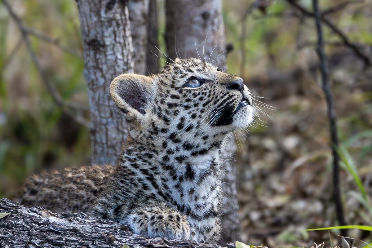 Sabi Sabi Ronald Mutero Kurhula Leopard Mother And Cub Walking Together