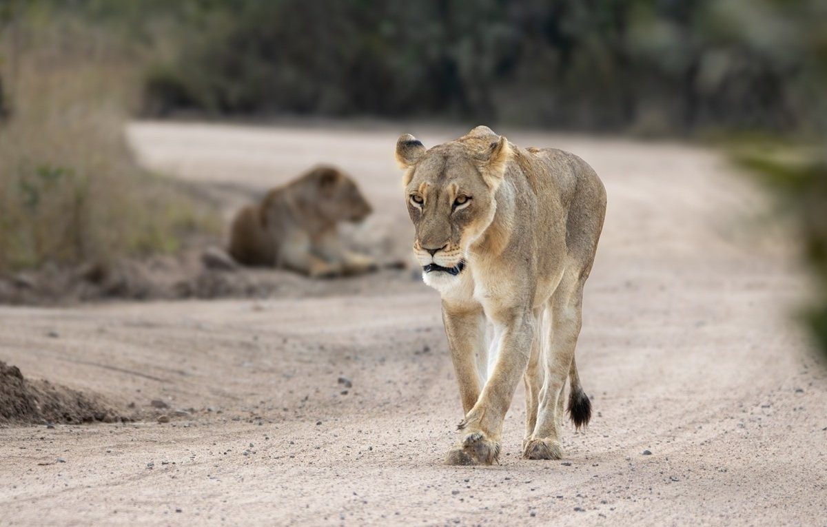 Sabi Sabi Ronald Mutero Msuthlu Pride Lions Patrolling Bushveld Sabi Sabi
