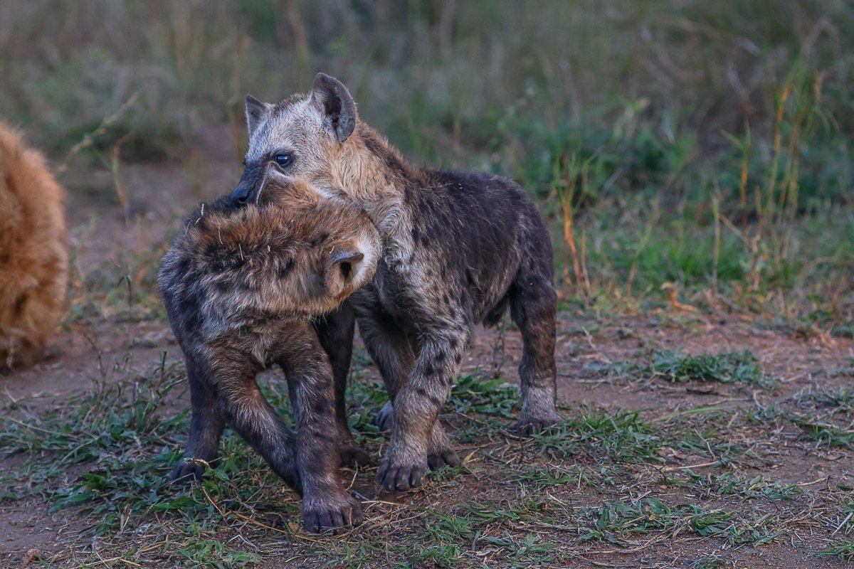 Spotted hyena cubs playing outside their den under the watchful eye of their mother.