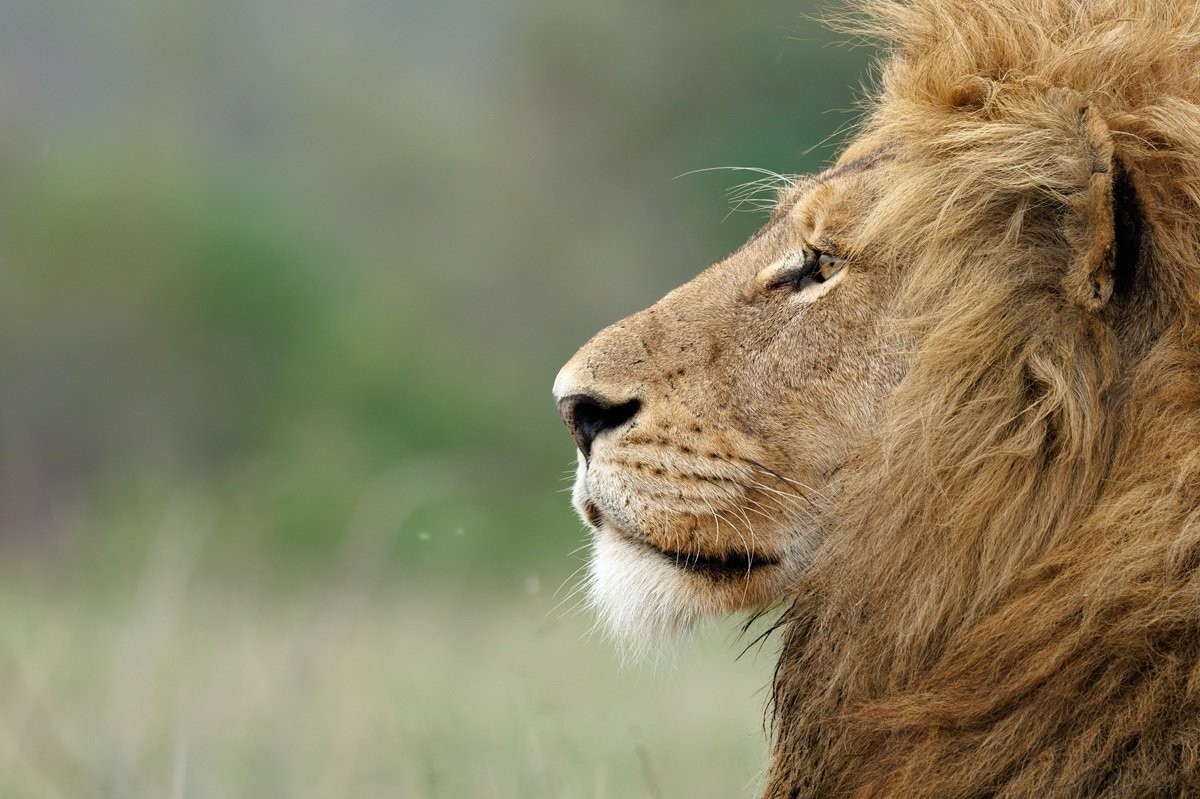Sabi Sabi Benjamin Loon Nwaswishaka Male Lion Resting With Msuthlu Pride