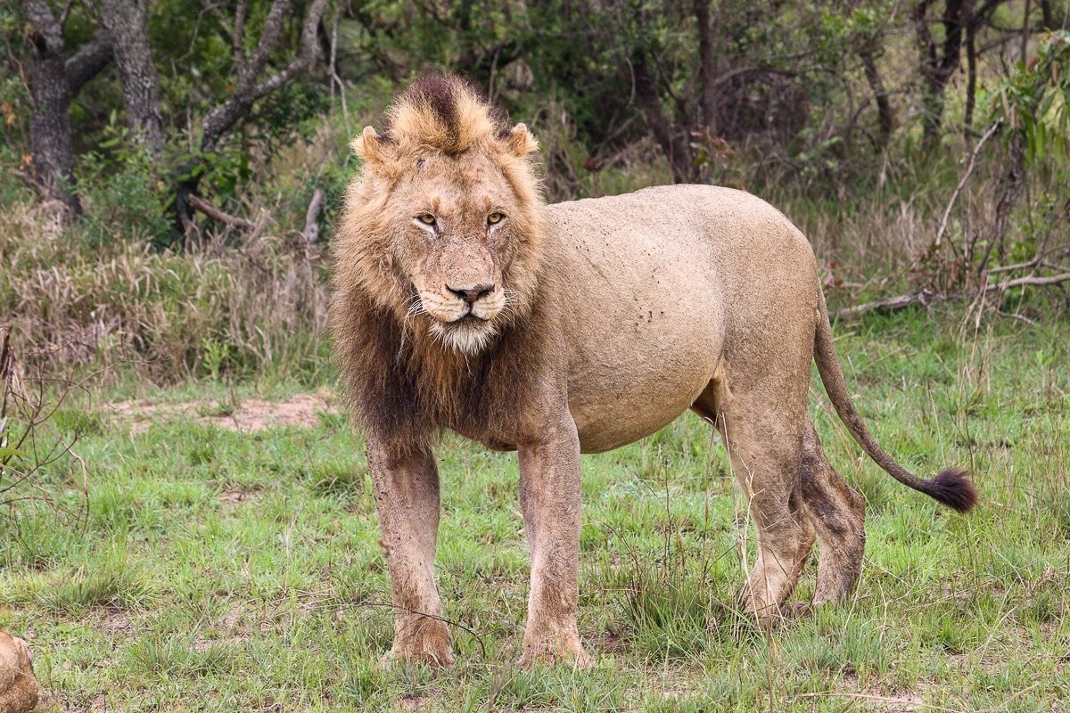 N’waswishaka male lion following Msuthlu lionesses towards a waterhole