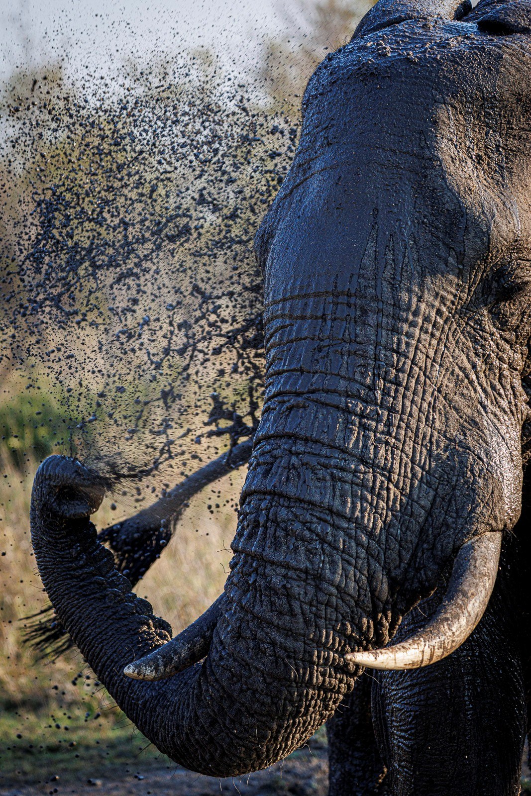An African elephant using its trunk to spray mud over its self